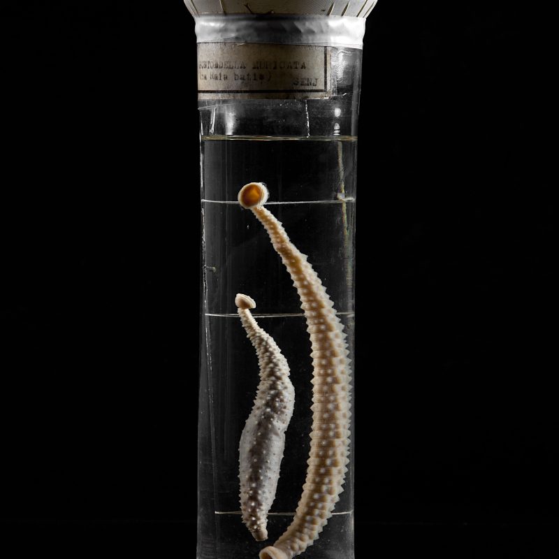 Annelid Collection