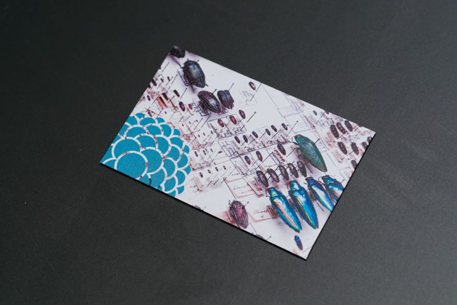 Magnet kukci