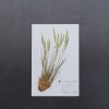 Magnet dugodlakava smilica