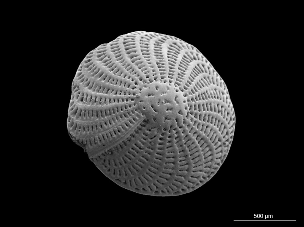Elphidium crispum
