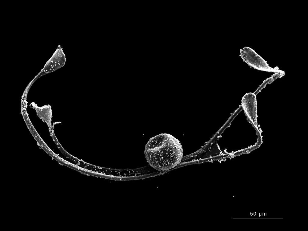 Equisetum sp_spore otvorena