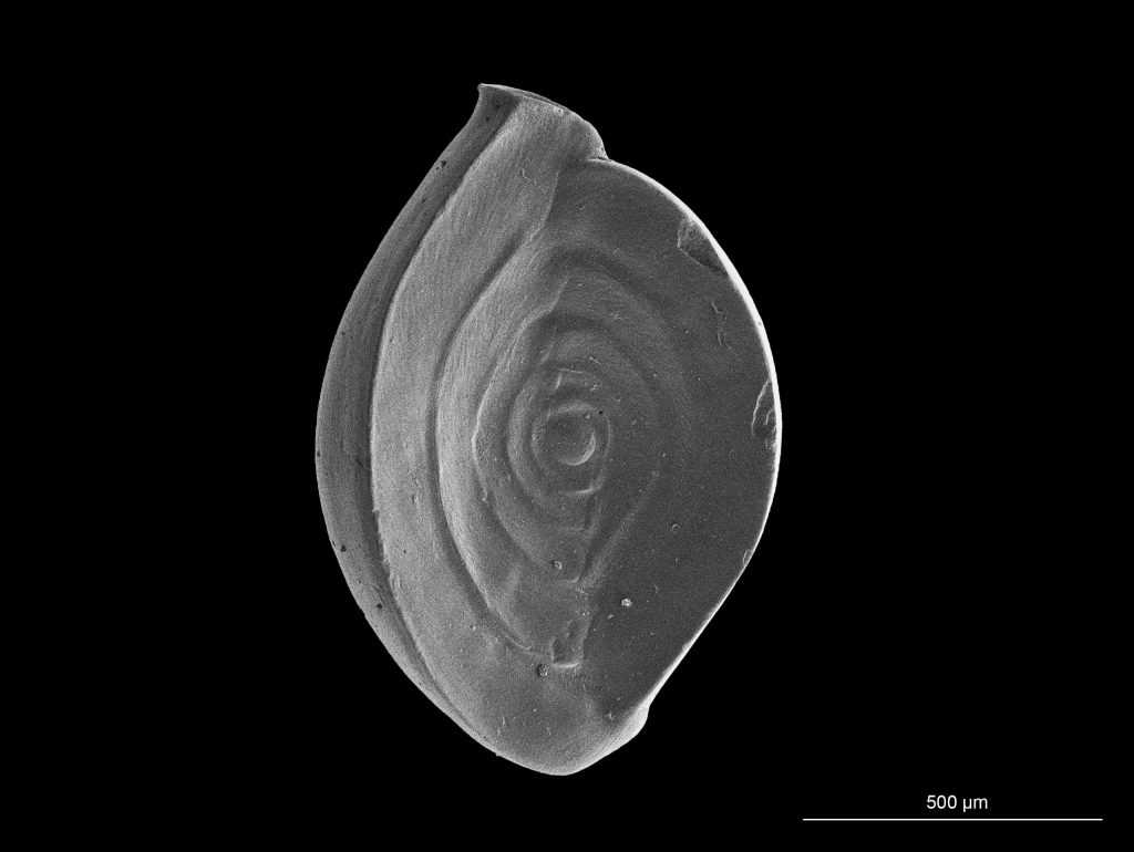 Spiroloculina depressa2