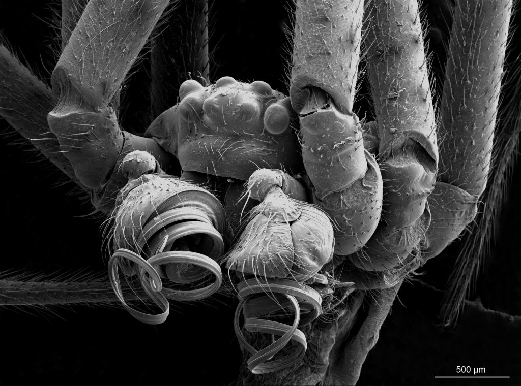 crna udovica_Latrodectus1