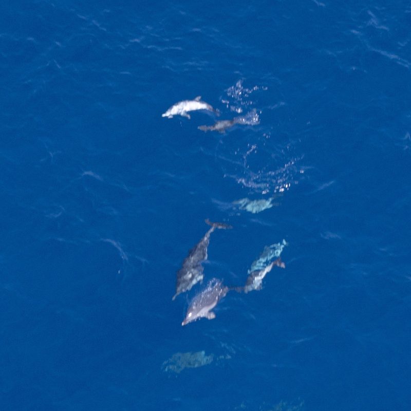 Eighth International Aerial Survey of Cetacean and Sea Turtle Abundance in the Adriatic Sea