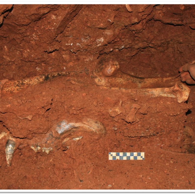 Paleontološki nalazi u špiljama i jamama